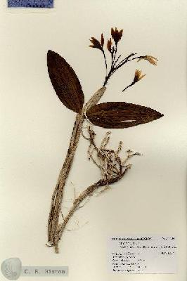URN_catalog_HBHinton_herbarium_11154.jpg.jpg