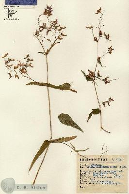 URN_catalog_HBHinton_herbarium_11157.jpg.jpg