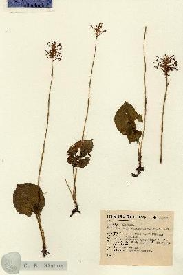 URN_catalog_HBHinton_herbarium_11208.jpg.jpg