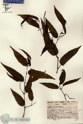 URN_catalog_HBHinton_herbarium_11531.jpg.jpg