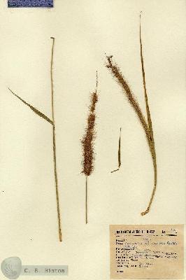 URN_catalog_HBHinton_herbarium_1159.jpg.jpg