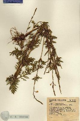 URN_catalog_HBHinton_herbarium_12114.jpg.jpg