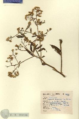 URN_catalog_HBHinton_herbarium_12981.jpg.jpg