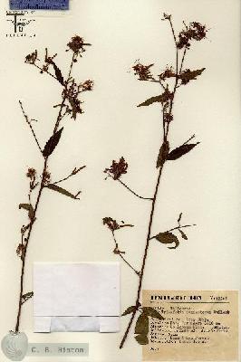 URN_catalog_HBHinton_herbarium_12262.jpg.jpg