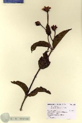 URN_catalog_HBHinton_herbarium_12854.jpg.jpg