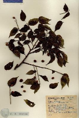 URN_catalog_HBHinton_herbarium_12328.jpg.jpg