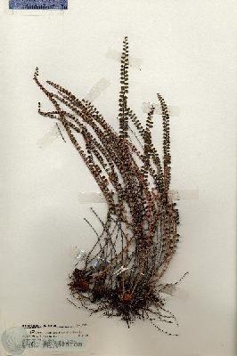 URN_catalog_HBHinton_herbarium_19645.jpg.jpg