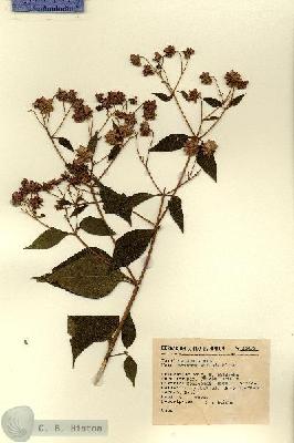 URN_catalog_HBHinton_herbarium_12473.jpg.jpg