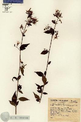 URN_catalog_HBHinton_herbarium_12492.jpg.jpg