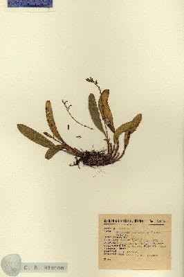 URN_catalog_HBHinton_herbarium_12674.jpg.jpg