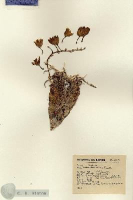 URN_catalog_HBHinton_herbarium_12699.jpg.jpg