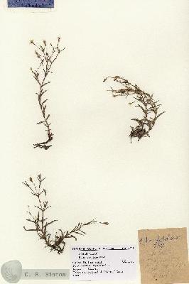 URN_catalog_HBHinton_herbarium_1270.jpg.jpg