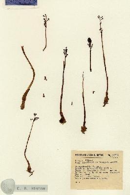 URN_catalog_HBHinton_herbarium_12814.jpg.jpg