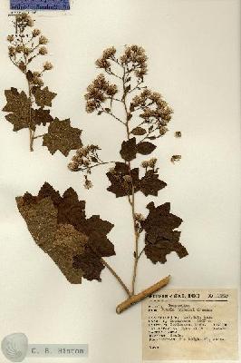 URN_catalog_HBHinton_herbarium_12879.jpg.jpg