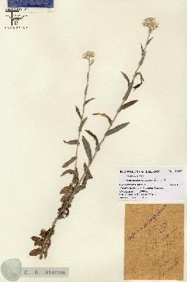 URN_catalog_HBHinton_herbarium_12885.jpg.jpg