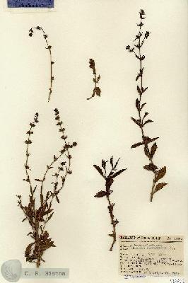 URN_catalog_HBHinton_herbarium_12992.jpg.jpg