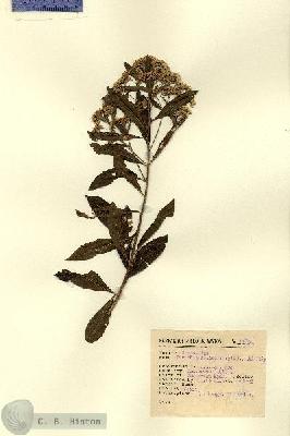 URN_catalog_HBHinton_herbarium_12894.jpg.jpg