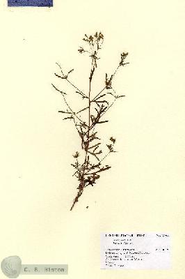 URN_catalog_HBHinton_herbarium_12902.jpg.jpg