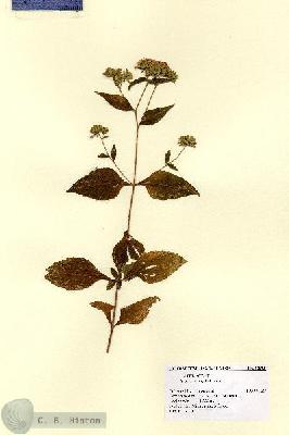 URN_catalog_HBHinton_herbarium_12909.jpg.jpg