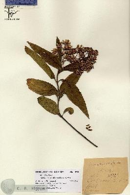 URN_catalog_HBHinton_herbarium_12944.jpg.jpg