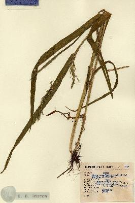 URN_catalog_HBHinton_herbarium_1301.jpg.jpg
