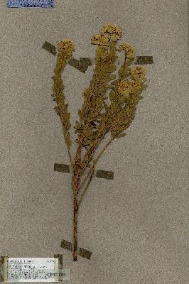 URN_catalog_HBHinton_herbarium_17003.jpg.jpg