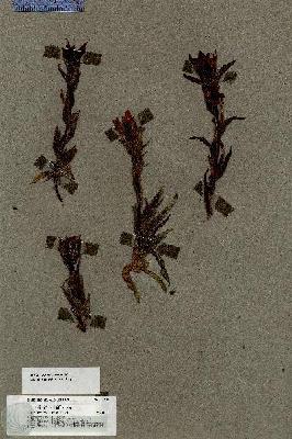 URN_catalog_HBHinton_herbarium_17012.jpg.jpg