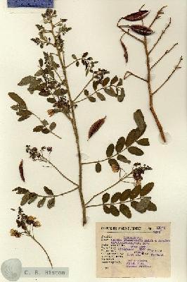 URN_catalog_HBHinton_herbarium_11876.jpg.jpg