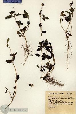 URN_catalog_HBHinton_herbarium_1201.jpg.jpg