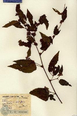 URN_catalog_HBHinton_herbarium_13407.jpg.jpg