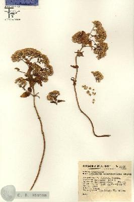 URN_catalog_HBHinton_herbarium_13578.jpg.jpg