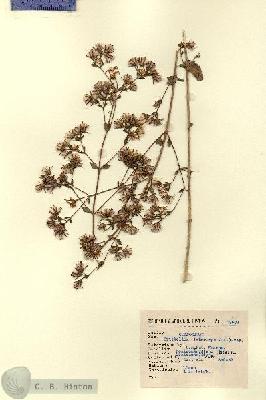URN_catalog_HBHinton_herbarium_13601.jpg.jpg