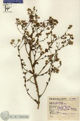 URN_catalog_HBHinton_herbarium_13624.jpg.jpg