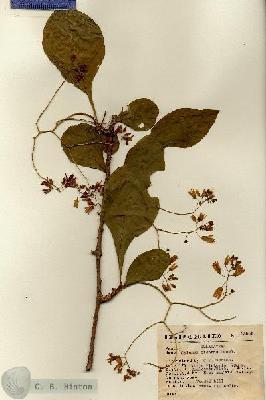 URN_catalog_HBHinton_herbarium_13906.jpg.jpg