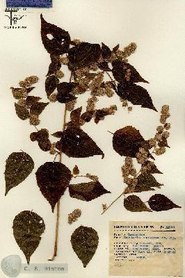 URN_catalog_HBHinton_herbarium_13655.jpg.jpg