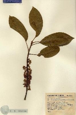 URN_catalog_HBHinton_herbarium_13911.jpg.jpg
