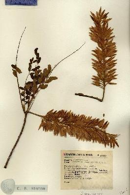 URN_catalog_HBHinton_herbarium_13661.jpg.jpg
