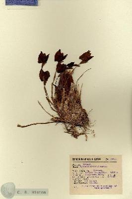 URN_catalog_HBHinton_herbarium_13741.jpg.jpg