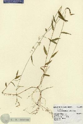 URN_catalog_HBHinton_herbarium_14646.jpg.jpg