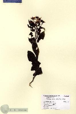 URN_catalog_HBHinton_herbarium_14756.jpg.jpg