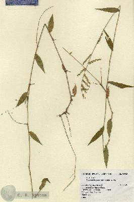 URN_catalog_HBHinton_herbarium_14725.jpg.jpg