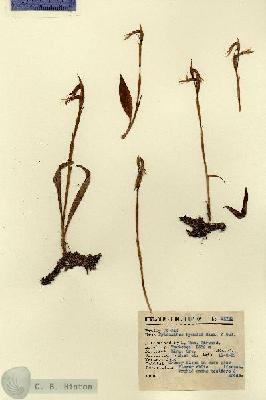 URN_catalog_HBHinton_herbarium_14799.jpg.jpg