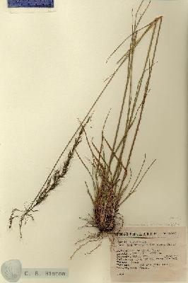 URN_catalog_HBHinton_herbarium_14803.jpg.jpg