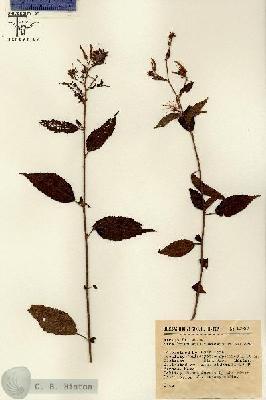 URN_catalog_HBHinton_herbarium_14927.jpg.jpg