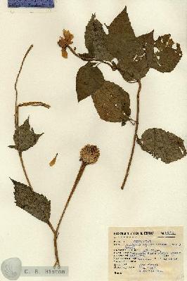 URN_catalog_HBHinton_herbarium_14876.jpg.jpg