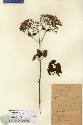 URN_catalog_HBHinton_herbarium_14839.jpg.jpg