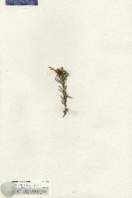 URN_catalog_HBHinton_herbarium_19698.jpg.jpg