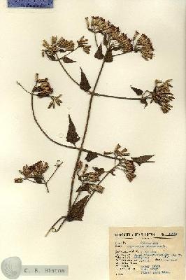 URN_catalog_HBHinton_herbarium_14841.jpg.jpg