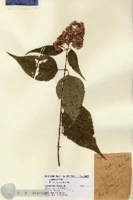 URN_catalog_HBHinton_herbarium_14879.jpg.jpg
