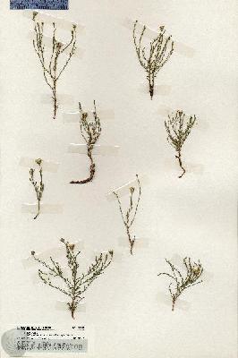 URN_catalog_HBHinton_herbarium_19699.jpg.jpg